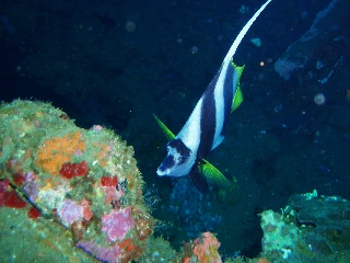 「ハタタテダイ」のサムネイル画像