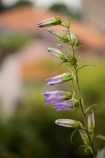 「釣鐘草(風鈴草,蛍袋)」のサムネイル画像