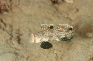 「カニハゼ」のサムネイル画像