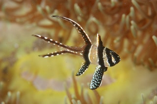 「アマノガワテンジクダイ(バンガイ・カーディナルフィッシュ,banggai cardinalfish)」のサムネイル画像