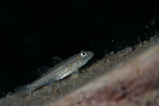 「ヨシノボリの仲間」のサムネイル画像