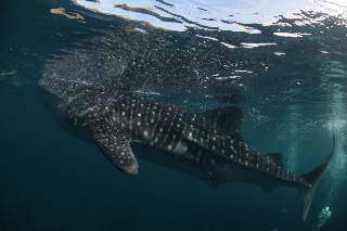 「ジンベエザメ(ジンベイザメ)」のサムネイル画像