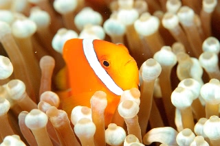 「クマノミ(Anemonefish)」のサムネイル画像