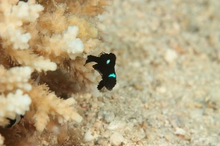 「無題」のサムネイル画像