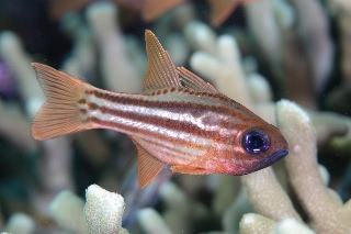 「無題」のサムネイル画像