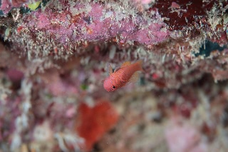 「オキナワベニハゼ」のサムネイル画像