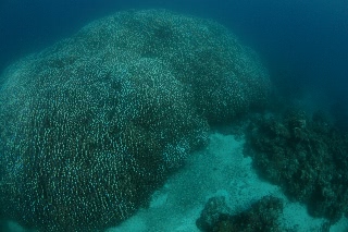 「コモンシコロサンゴ」のサムネイル画像