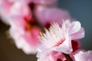 「ウメ」のサムネイル画像