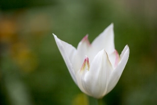 「チューリップ」のサムネイル画像