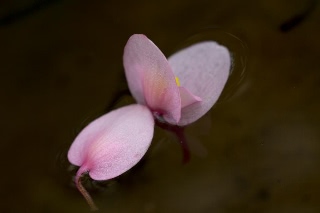 「シュウカイドウ」のサムネイル画像