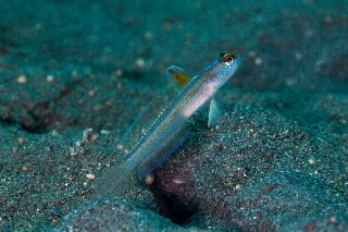 「マジェスティックシュリンプゴビー(Majestic shrimpgoby)」のサムネイル画像