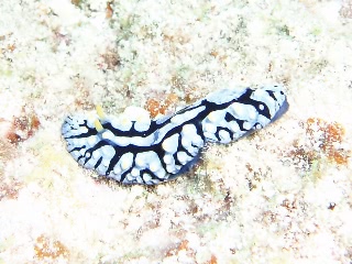 「タテヒダイボウミウシ(ラドマンイボウミウシ)」のサムネイル画像