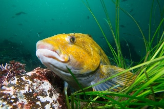 「アイナメ」のサムネイル画像