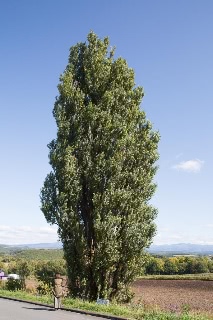 「無題」のサムネイル画像