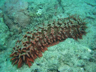 「バイカナマコ」のサムネイル画像