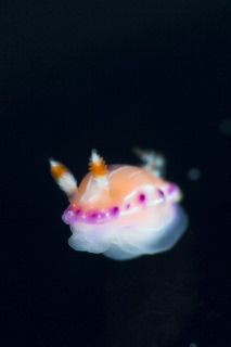 「ジュッテンイロウミウシ」のサムネイル画像