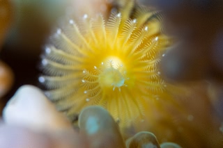 「イバラカンザシ(Christmas tree worm)」のサムネイル画像