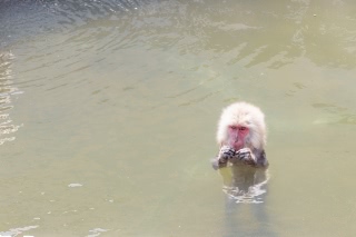 「ニホンザル」のサムネイル画像