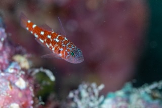 「無題」のサムネイル画像