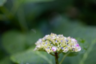 「アジサイ」のサムネイル画像