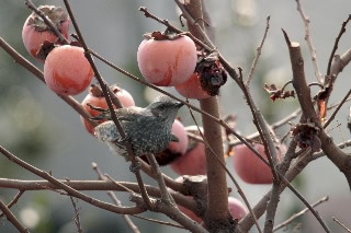 「スズメ」のサムネイル画像