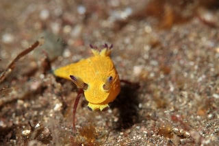 「コミドリリュウグウウミウシ」のサムネイル画像