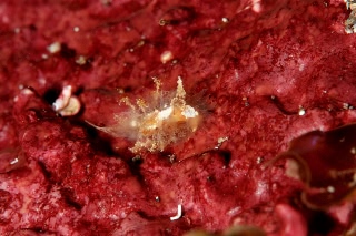 「コヤナギウミウシ族の一種」のサムネイル画像