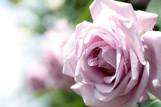 「バラ」のサムネイル画像