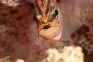 「ネンブツダイ」のサムネイル画像