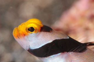 「ネジリンボウ(Yellownose shrimp goby)」のサムネイル画像