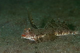 「イッポンテグリ(Fingered Dragonet)」のサムネイル画像