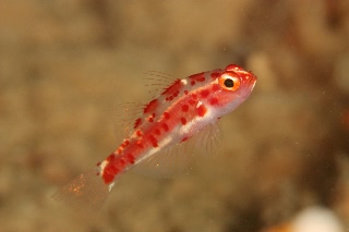 「red-blotched pygmy-goby(レッドブロッチピグミーゴビー)」のサムネイル画像