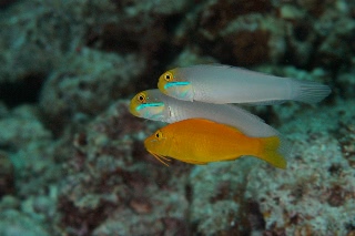 「無題」のサムネイル画像