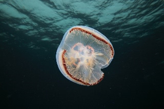 「ミズクラゲ(Moon Jelly)」のサムネイル画像