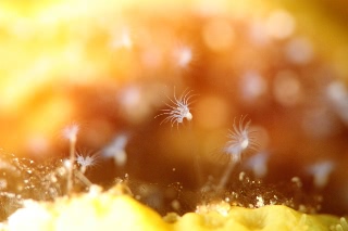 「ヒドロ虫の仲間」のサムネイル画像