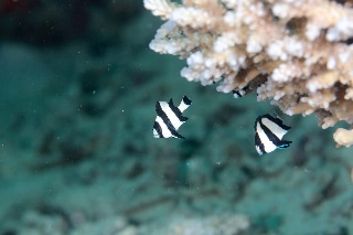 「無題」のサムネイル画像