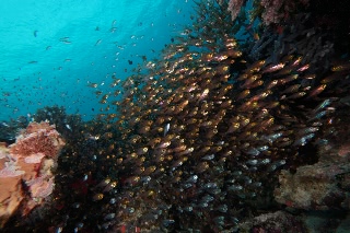 「無題」のサムネイル画像