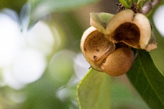 「ツバキ」のサムネイル画像
