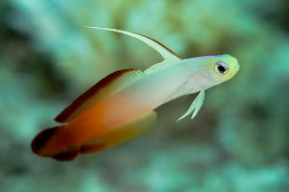 「ハタタテハゼ(Red fire Goby)」のサムネイル画像