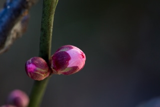 「無題」のサムネイル画像
