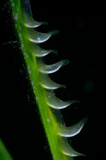 「アマモ」のサムネイル画像