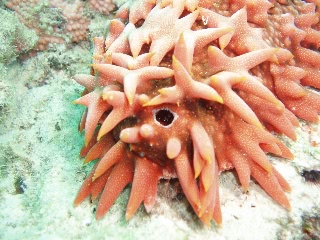 「バイカナマコ」のサムネイル画像