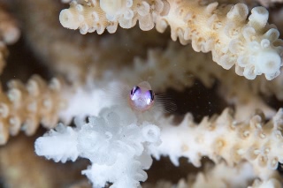 「アカメハゼ」のサムネイル画像