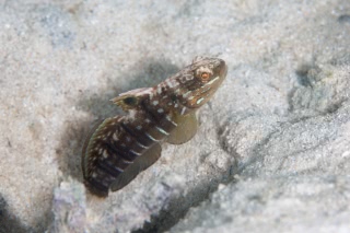 「サラサハゼ(White-barred Goby)」のサムネイル画像