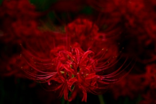 「ヒガンバナ」のサムネイル画像