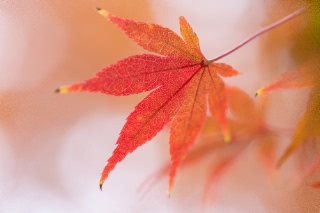 「無題」のサムネイル画像