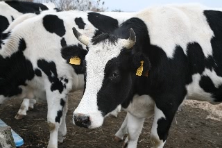 「ウシ」のサムネイル画像