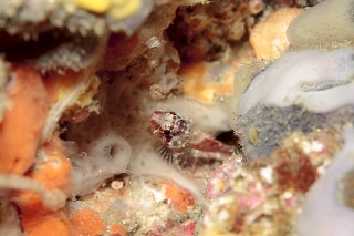 「イソカサゴ」のサムネイル画像