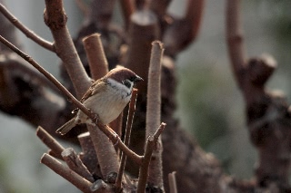 「スズメ」のサムネイル画像