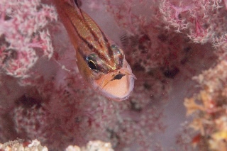 「ネンブツダイ」のサムネイル画像